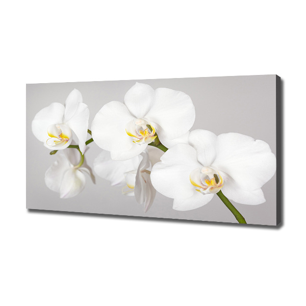 Foto op canvas Orchidee