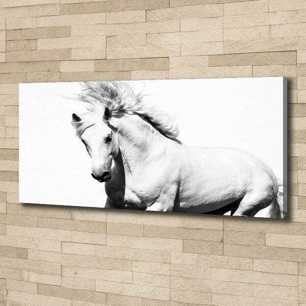 Canvas foto Wit paard