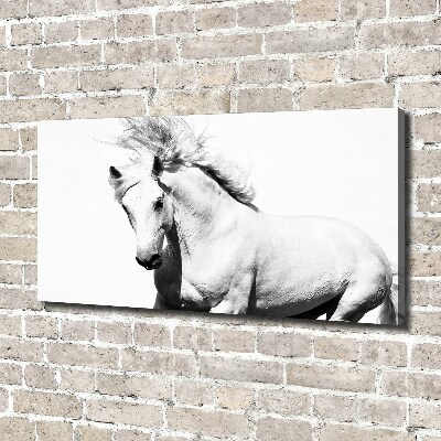 Canvas foto Wit paard