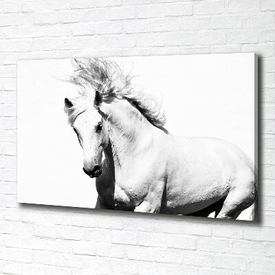 Canvas foto Wit paard