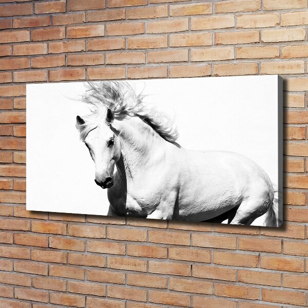Canvas foto Wit paard