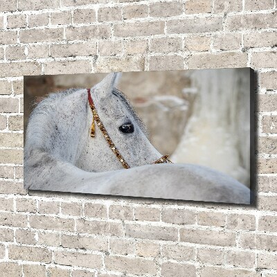 Canvas schilderij Wit Arabisch paard
