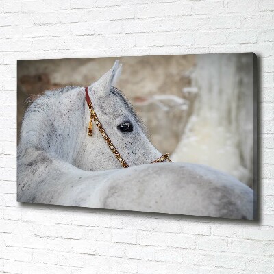Canvas schilderij Wit Arabisch paard