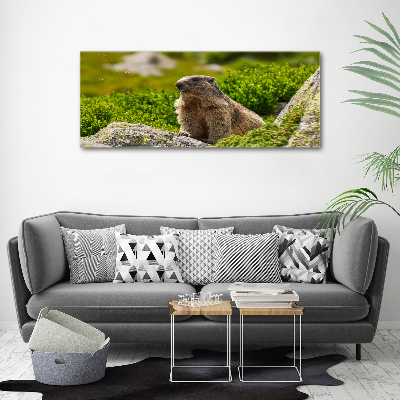 Schilderij op canvas Tatra-marmot