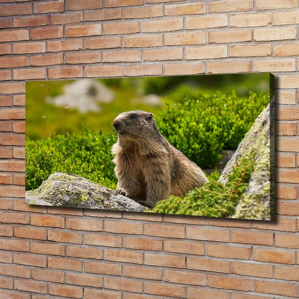 Schilderij op canvas Tatra-marmot