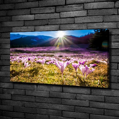 Canvas schilderij Krokussen in de open plek