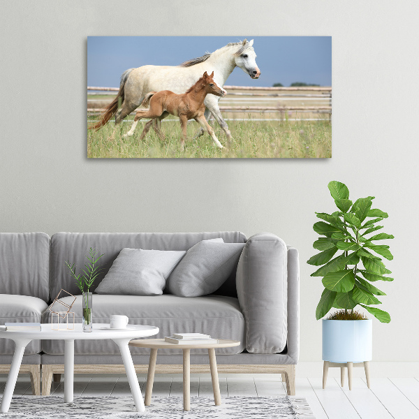 Foto op canvas Merrie met veulen