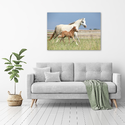 Foto op canvas Merrie met veulen