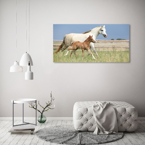 Foto op canvas Merrie met veulen