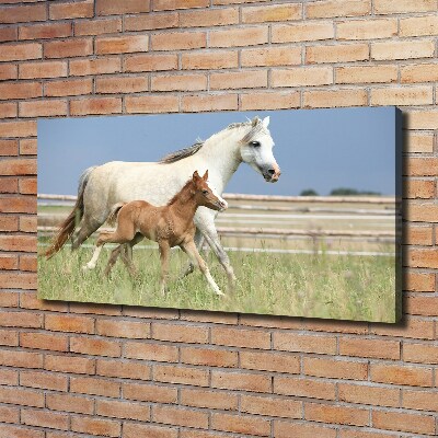 Foto op canvas Merrie met veulen