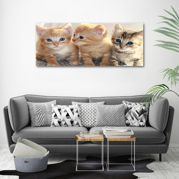 Canvas foto Kleine katjes