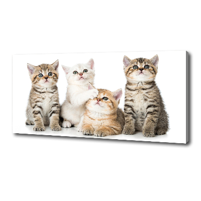 Foto canvas Kleine katjes