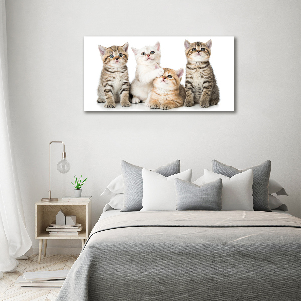 Foto canvas Kleine katjes