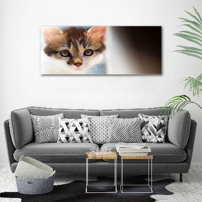 Foto op canvas Kleine kat
