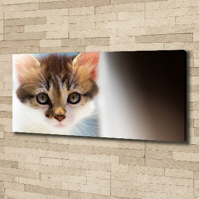 Foto op canvas Kleine kat