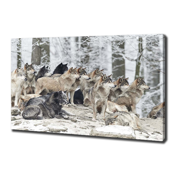 Schilderij op canvas Wolven in de winter