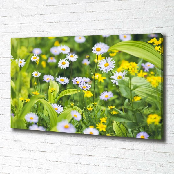 Canvas foto Madeliefjes