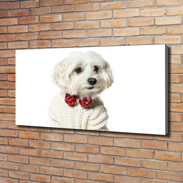 Foto canvas Maltezer met een vlinderdas