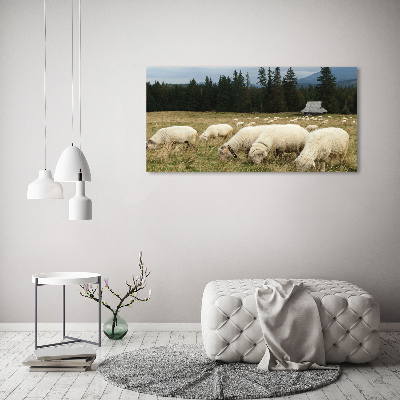 Canvas foto Grazende schapen