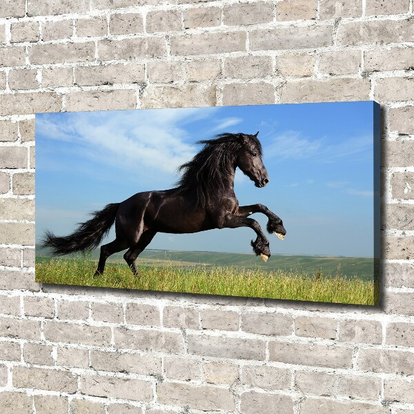 Canvas foto Zwart paard in de wei