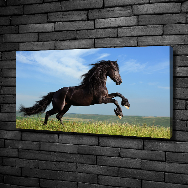 Canvas foto Zwart paard in de wei