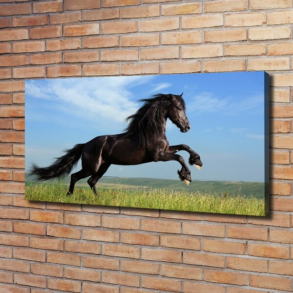 Canvas foto Zwart paard in de wei