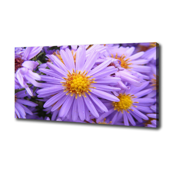 Foto op canvas Asters