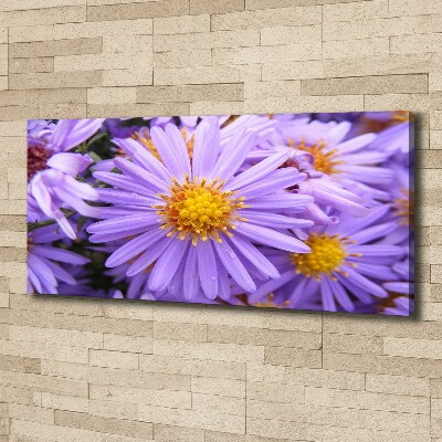 Foto op canvas Asters