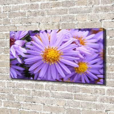 Foto op canvas Asters
