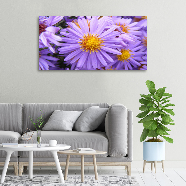 Foto op canvas Asters