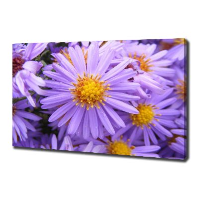 Foto op canvas Asters