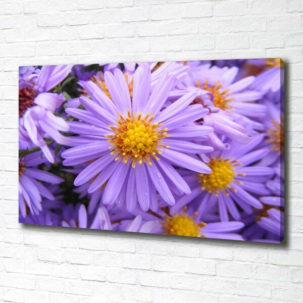 Foto op canvas Asters