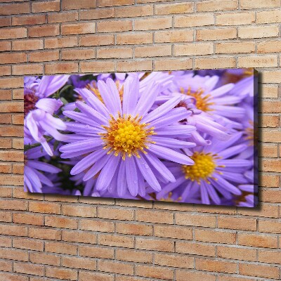 Foto op canvas Asters