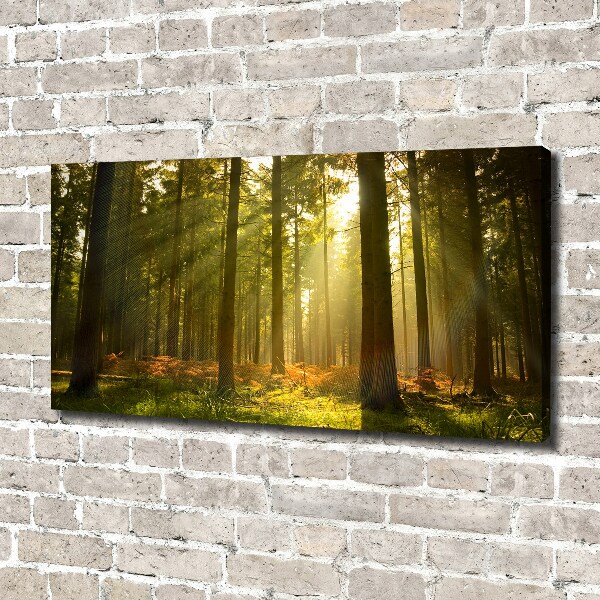 Foto canvas Bos in de zon