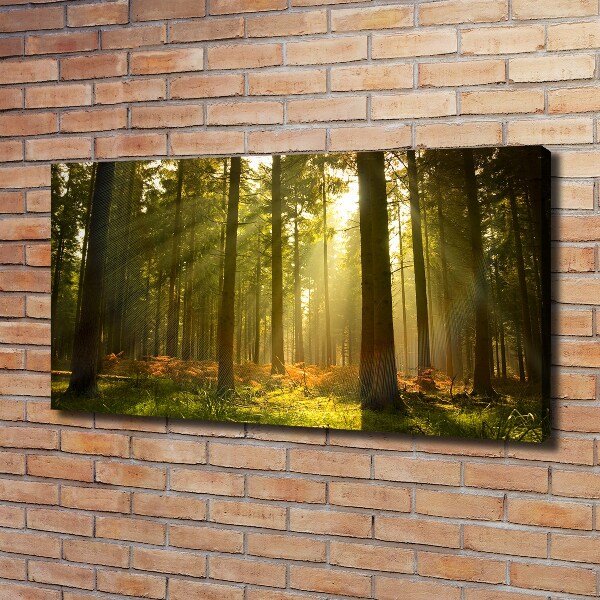 Foto canvas Bos in de zon