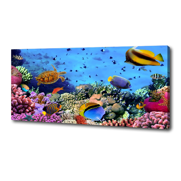 Foto canvas Koraalrif