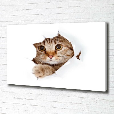 Foto op canvas Kat