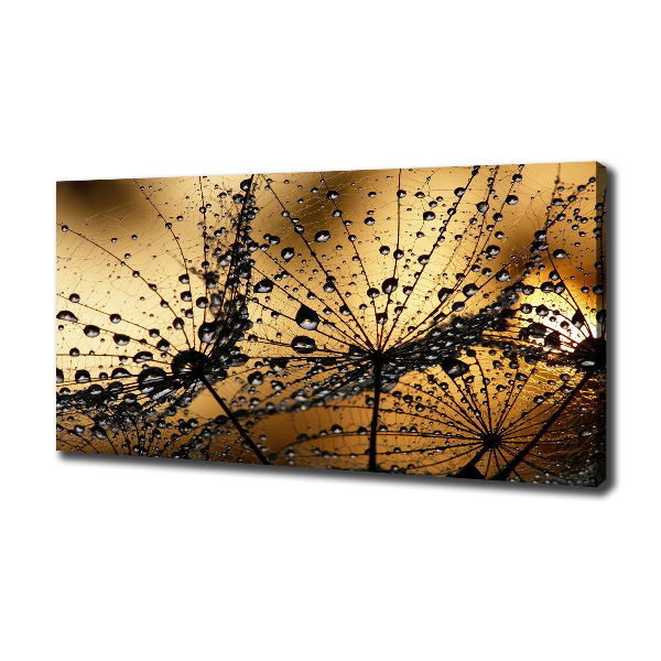 Foto obraz na płótnie Nasiona dmuchawca