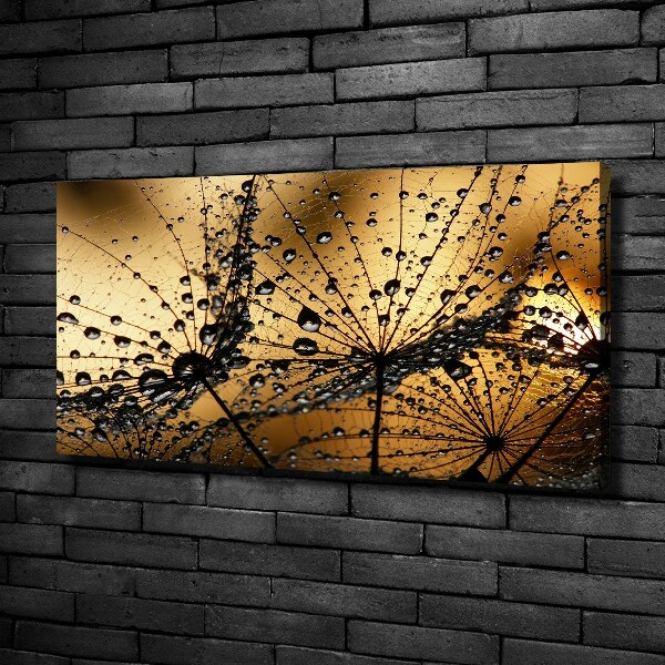 Foto obraz na płótnie Nasiona dmuchawca