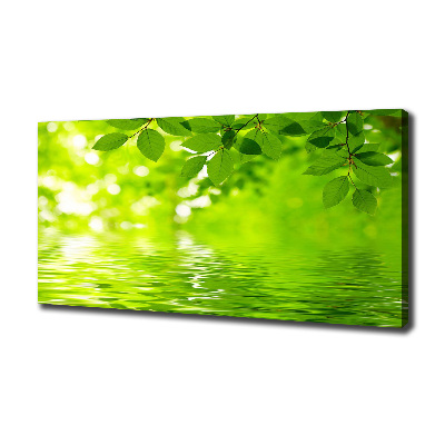 Foto canvas Groene bladeren