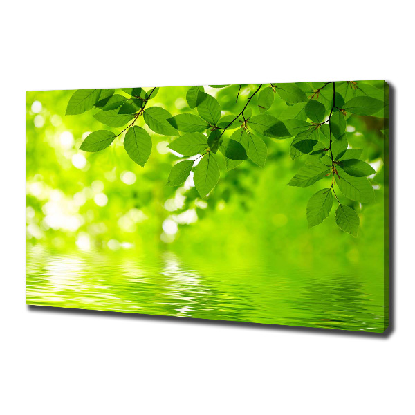 Foto canvas Groene bladeren