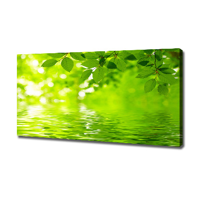 Foto canvas Groene bladeren