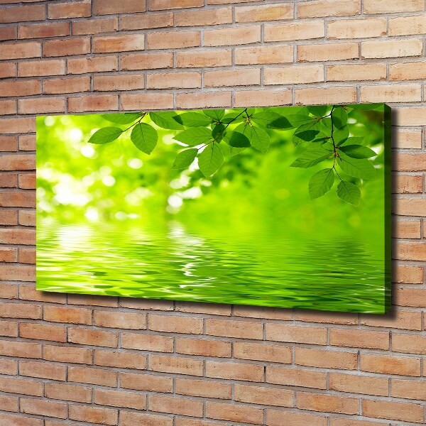 Foto canvas Groene bladeren