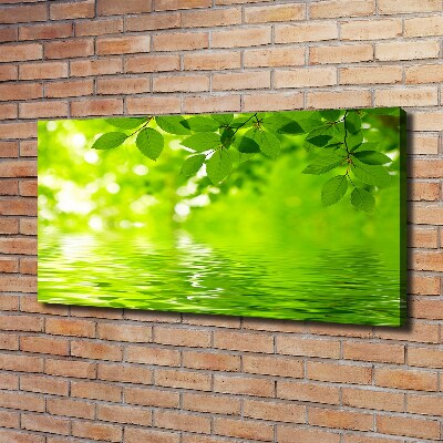Foto canvas Groene bladeren