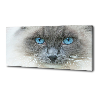 Foto op canvas Blauwogige kat