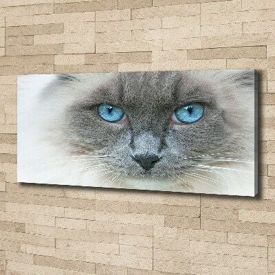 Foto op canvas Blauwogige kat