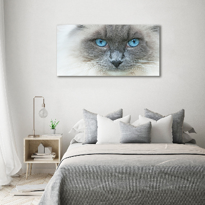 Foto op canvas Blauwogige kat