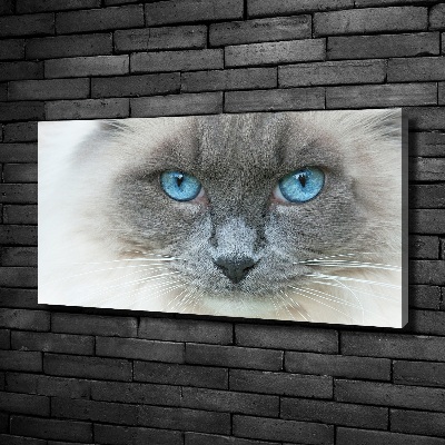 Foto op canvas Blauwogige kat