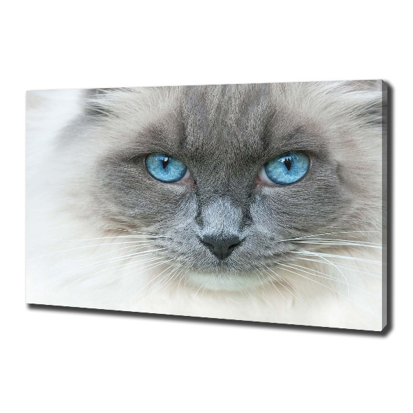 Foto op canvas Blauwogige kat