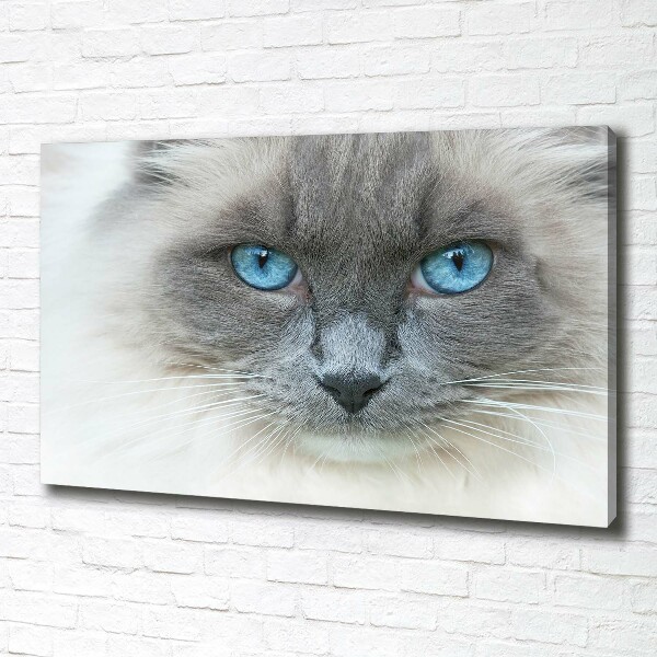Foto op canvas Blauwogige kat